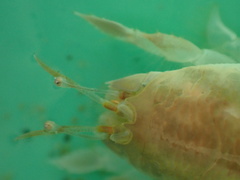 Emerita austroafricana