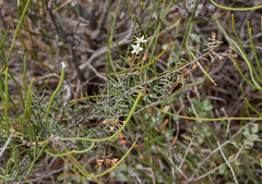 Phebalium tuberculosum