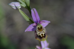 Ophrys fuciflora elatior