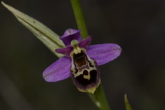 Ophrys fuciflora elatior