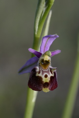 Ophrys fuciflora elatior
