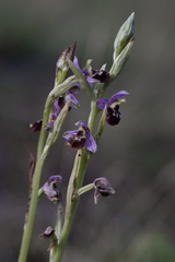 Ophrys fuciflora elatior