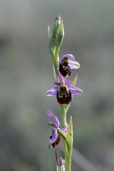 Ophrys fuciflora elatior