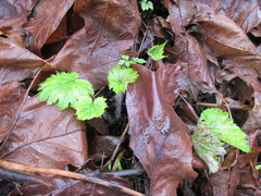 Tellima grandiflora