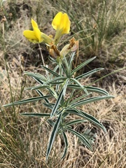 Thermopsis mongolica