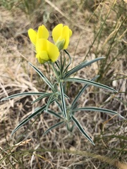 Thermopsis mongolica