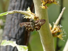 Udranomia kikkawai