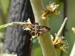 Udranomia kikkawai