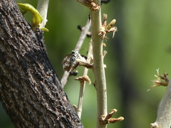 Udranomia kikkawai