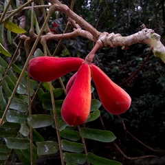 Cnestis palala