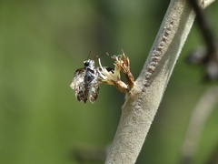 Udranomia kikkawai