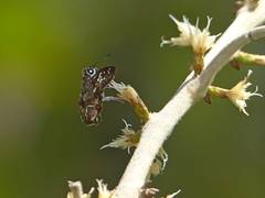 Udranomia kikkawai