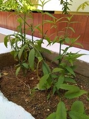 Clinacanthus nutans