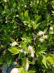 Salix planifolia