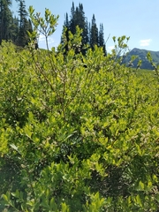 Salix planifolia