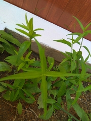 Clinacanthus nutans