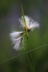 Eriophorum viridicarinatum