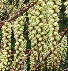 Stachyurus praecox