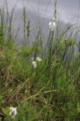 Eriophorum viridicarinatum