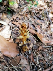 Orobanche hederae
