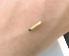 Choristoneura rosaceana