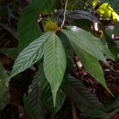 Rinorea anguifera