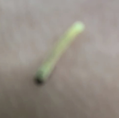 Choristoneura rosaceana