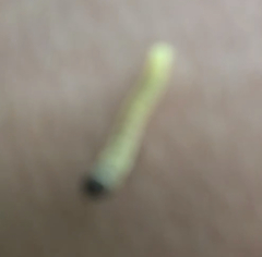 Choristoneura rosaceana