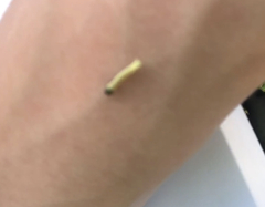 Choristoneura rosaceana