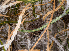 Banksia elderiana