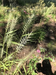Elymus hystrix