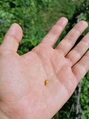 Cteniopus sulphureus
