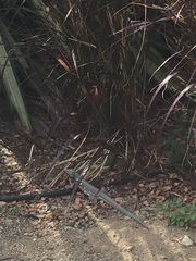 Cnemidophorus murinus