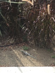 Cnemidophorus murinus