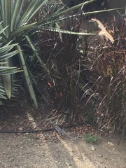 Cnemidophorus murinus