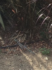 Cnemidophorus murinus