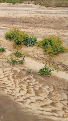 Lepidium cartilagineum