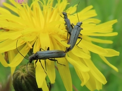 Oedemera virescens