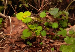 Chrysosplenium serreanum