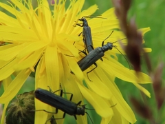Oedemera virescens