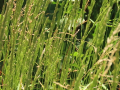 Agrostis exarata
