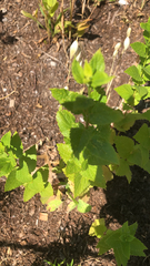 Eupatorium rotundifolium