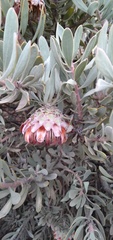 Protea pendula