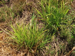 Carex densa
