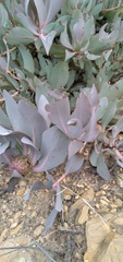Protea pendula