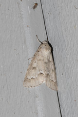 Acronicta innotata