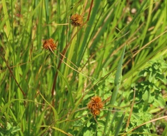Carex unilateralis