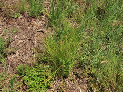 Carex unilateralis
