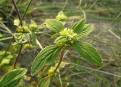 Spermacoce alata