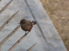 Pyrocephalus rubinus obscurus